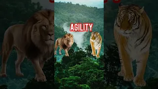 Lion Vs Tiger 🦁 Vs 🐯 #lion #vs #tiger #viral #shorts #football #sigma