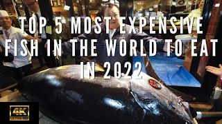 Top 5 Most Expensive Fish In The World To Eat In 2022 #expensivefish