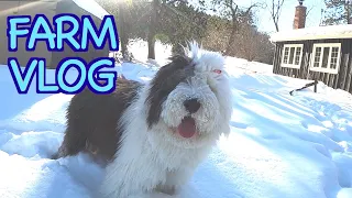 Old English Sheepdog Puppy Sees SNOW for the First Time