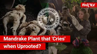 FACT CHECK: Viral Videos Show Mandrake Plant that Emits Fatal Crying Sound when Uprooted?