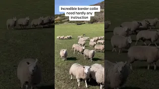 MUST WATCH this dog herding sheep