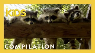 Rescuing Baby Animals! | Bandit Patrol | Nat Geo Kids Compilation | @natgeokids