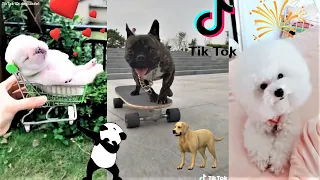 СБОРНИК ЗАБАВНЫХ СОБАК В ТИК ТОК / FUNNY DOGS OF TIK TOK / THE CUTEST DOGS  TO BRIGHTEN UP YOUR MOOD