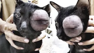 Tierarzt wird schlecht als er das Auge der Katze sieht, kann sie gerettet werden?