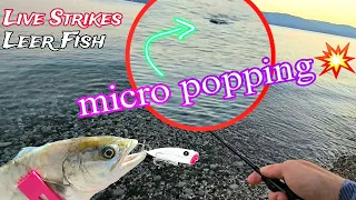 Βρήκα Το ΚΟΛΠΟ με τις ΛΙΤΣΕΣ #lrf Micro Popping (wtd) & (popping)#fishing #leerfish #tsurinoya