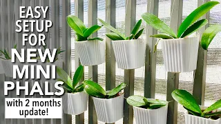 EASY SETUP for my New Mini Phalaenopsis with 2 Months Update | How To Repot Mini Phalaenopsis Orchid