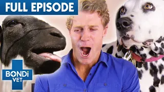 Orphan Baby Lamb Thinks He's A Dog | Best of Bondi Vet Episode 20 | Bondi Vet Full Episodes