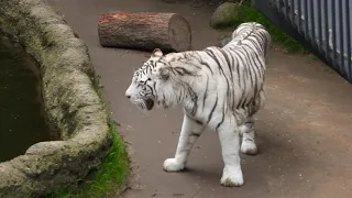 White tiger at the Fort Worth Zoo - February 7th, 2019. 4K video using Nikon Coolpix P1000