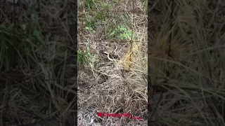 Dugite eating another snake near Hillarys, Wetern Australia