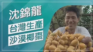 【草地狀元經典重現】你有吃過椰棗嗎!?生命之果台灣出產