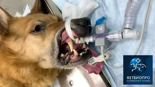 Gas anesthesia on dog. Анестезия изофлураном. #Shorts