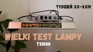 Wielki test lampy TS1000 tydzień XX-XXIV