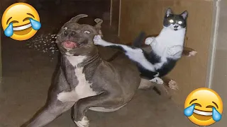 😂VIDEOS GRACIOSOS DE PERROS Y GATOS😂 | Si Te Ries Pierdes