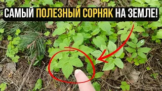 Самая полезная ЕДА ПОД НОГАМИ! Пища Серафима Саровского, которая растворяет даже тромбы!