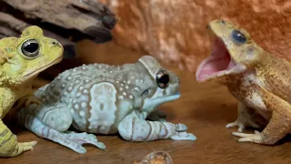 Check your mouth！【Frog and toad】Amazon milk frog & green toad & Miyako toad