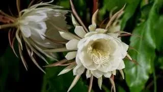 Epiphyllum oxypetalum Time-lapse