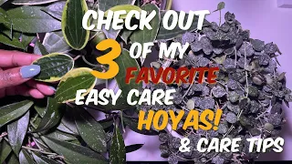 96: I 🤍 Love Hoyas, How 'Bout You? | 3 of My Favorite Hoyas | How To Care For Hoyas!