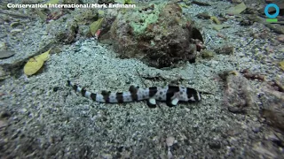 Walking sharks discovered in Indonesia