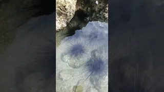 Sea Urchins,(Diadema Setosum)  a vinamous and poisonous