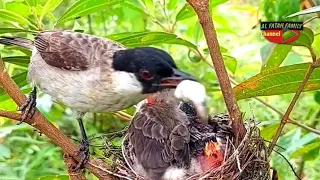 ANAK BURUNG KUTILANG SIAP NINGGALIN SARANG