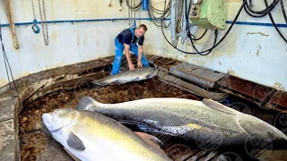 INSIDE The Weirdest Ship That Lets You Walk at the Bottom of the River Without Getting Wet