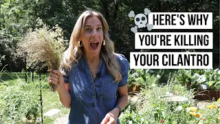 My Number One Secret to Growing Loads of Cilantro