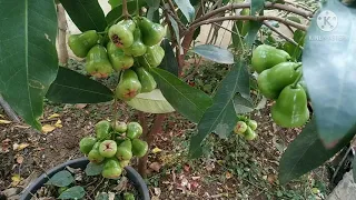 #Greenwaterapple#peratimokkalu#jamunfruits@lovethegarden.kumariyeline4835