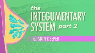 The Integumentary System, Part 2 - Skin Deeper: Crash Course Anatomy & Physiology #7