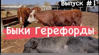 Быки Герефорды