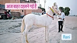 Aaj bahar tahalane I hai #horselover #horse #viral #youtube