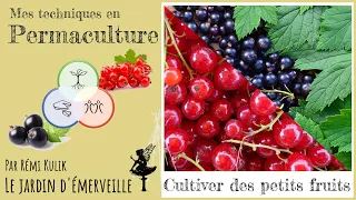 Tout sur les petits fruits