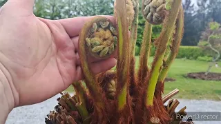 A short video miniature landscape & Dicksonia Antarctica pruning