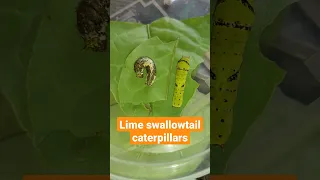 Lime butterfly Caterpillars