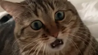 😸THE BEST CUTE AND FUNNY CAT VIDEOS OF THE WEEK 2021😸