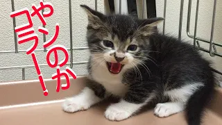 小さき猛獣たち、渾身のシャー！コレクション The rescued kittens had hissed at me