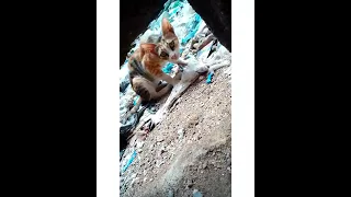 Cat in Cave