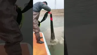 Mullet nets in the estuary once spread all baboons  Best Net, Fishing 20