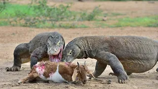 5 Best Moments Komodo Dragon Eating Deer Alive