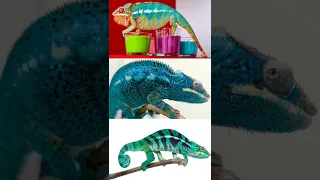 Beautiful Up Close Panther Chameleon Electric Blue 🦎