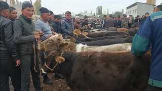 Yangiqõrģon tumani Begabod Mol bozori yosh buqalar narhlari bilan tanishing 28.10.2023yil