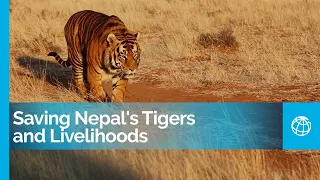 Biodiversity Conservation: Saving Nepal's Tigers and Livelihoods Nepali