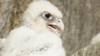 Falcon Chicks Fight for Survival | White Falcon, White Wolf (Part 4) | BBC Earth