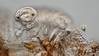 Water Bears Aren't As Cute As The Internet Thinks