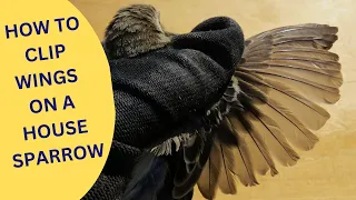 How to Clip Wings on a House Sparrow 2023