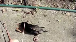 Starling kill with a Blowgun