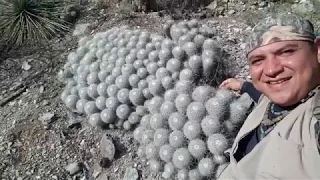 CACTUS GIGANTES!!! Los más grandes del mundo, busqueda en la montaña... (parte 3)