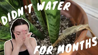 SAVING A DEHYDRATED SNAKE PLANT | tips to repot and rehab a sansevieria