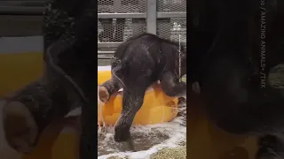 Twin Baby Elephants Enjoy First Bubble Bath at Zoo