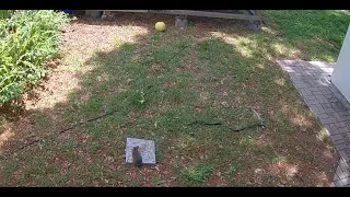 SNAKE APPROACHES BABY RABBIT,  RABBIT IS WAY TO BIG FOR THE SNAKE (Black Racer & Eastern Cottontail)