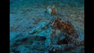 Mantis Shrimp Vs. Octopus| CCTV English